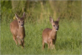 <p>SRNEC OBECNÝ (Capreolus capreolus) Šluknovsko - okolí Šluknova /European roe deer - Reh/</p>